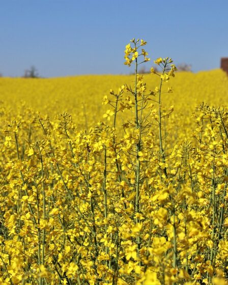 Snelladen boven 90% zinvol