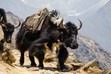 EV isolatieproblemen uitleg