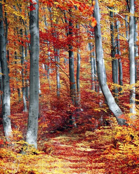 Snelladen in herfstweer