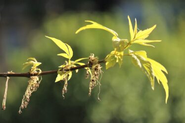 Smart brengt grotere aandrijflijn