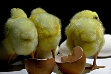 EV batterij analyseren thuis