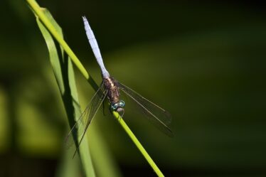 Wat is energy consumption rate