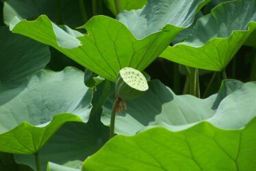 Lotus presenteert track-ready EV