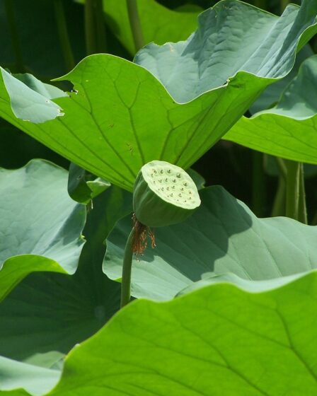 Lotus presenteert track-ready EV