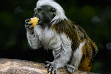 Laden met energiecontracten