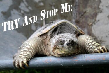 Laden met salderingsvrij laden